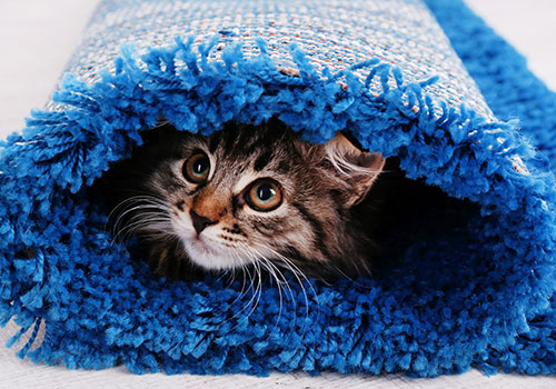 best-carpet-for-pets